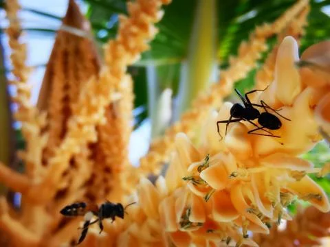 Insects Stock Photos
