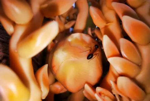 Insects Stock Photos