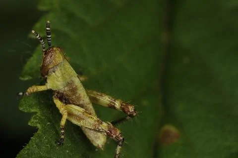 Insects Stock Photos