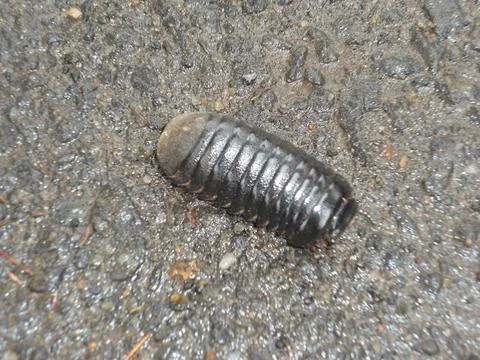 Insects Stock Photos