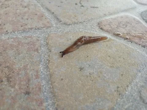 Insects Stock Photos