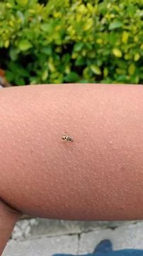 Insects Stock Photos