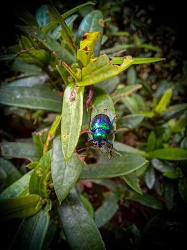 Insects Stock Photos