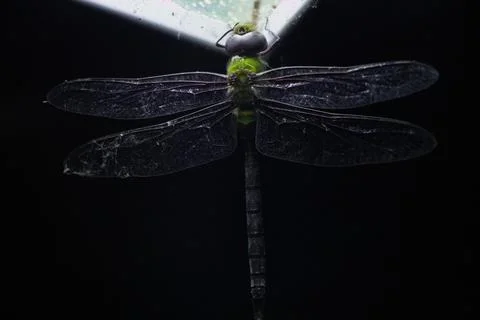 Insects Stock Photos