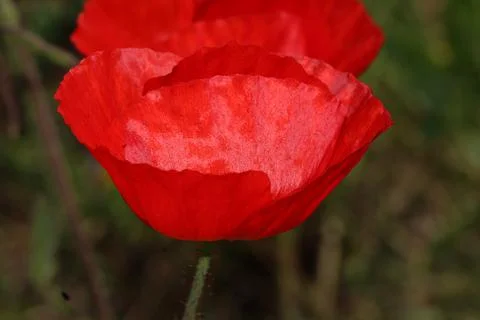 Insects on plants and flowers in spring Stock Photos