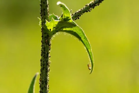 Insects in the plants 스톡 사진