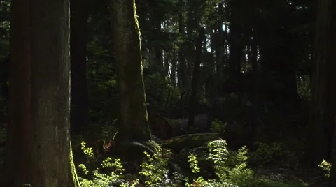 Insects playing in sunlight in forest Video stock 44855154