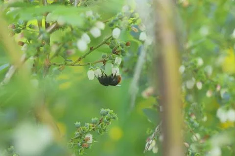 Insects pollinate blueberries in  spring Stock Photos