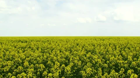 Insects Pollinate Canola Stock Footage 52713003