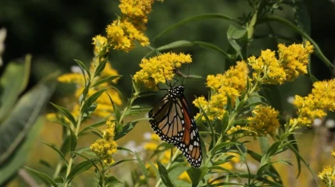 Insects Pollinate Goldenrod 스톡 동영상 64803601