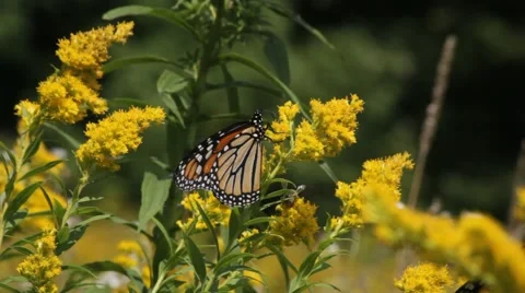 Insects Pollinate Goldenrod Stock Footage 64803602
