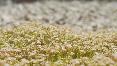 Insects pollinate many flowers Stock Footage 94485391