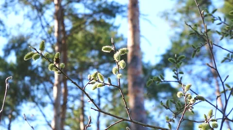 Insects pollinate plants in spring. Stock Footage 49165574