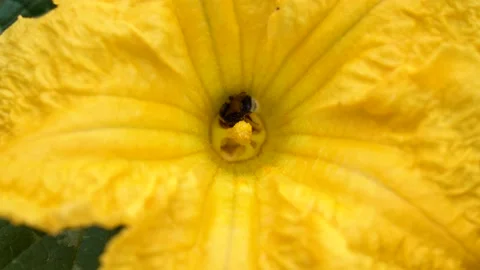 Insects pollinating pumpkin. Blooming pumpkin Stock Footage 142729152