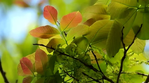 Insects as pollinator Stock Footage 48604029