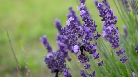 Insects pollinators of plants. Bumblebee pollinates lavender flower. Very peri. Stock Footage 171413093