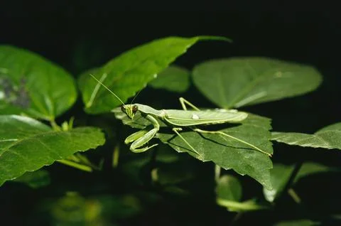 Insects, praying mantis on green leaf Stock Photos