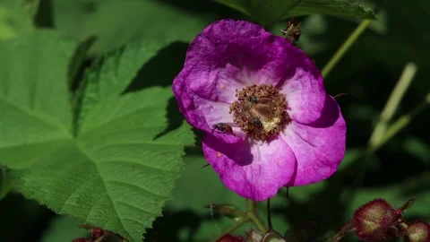 Insects on purple-flower raspberry Stock Footage 139769415