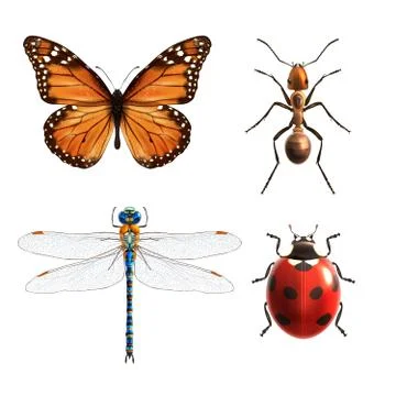 Insects realistic set Illustration