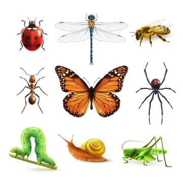 Insects realistic set Stock Illustration