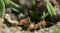 Insects   red ants attack a fly 03282012-1 -- H264 HD Footage