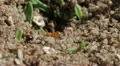 Insects   red ants macro 03282012-3 -- H264 HD Footage