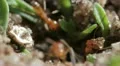Insects   red ants macro Slow 03282012-1 -- H264 HD Footage