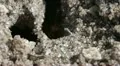 Insects   red ants macro slow 03282012-2 -- H264 HD Footage