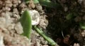 Insects   red ants macro slow 03282012-3 -- H264 HD Footage