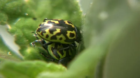 Insects reproduction 스톡 동영상 5296970