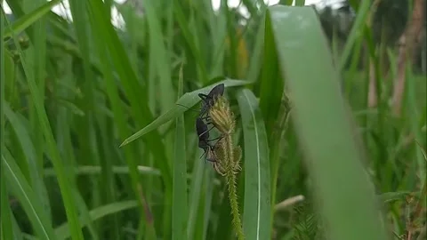Insects on rice plants Stock Footage 279207883