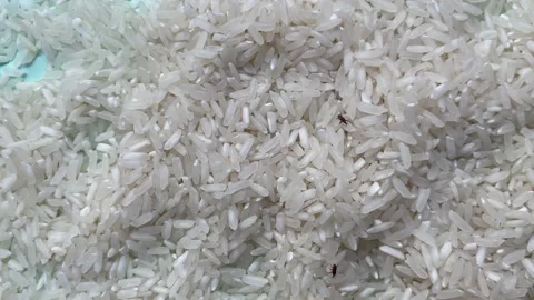 Insects in rice, sitophilus oryzae. How to Get Rid of Rice Weevils. Stock Footage 219707405