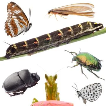 Insects set collection Foto stock