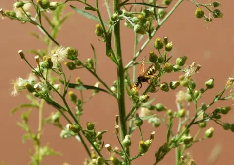 Insects on a shrub Stock Photos