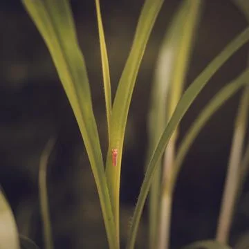 Insects sit in red grass. Stock Photos
