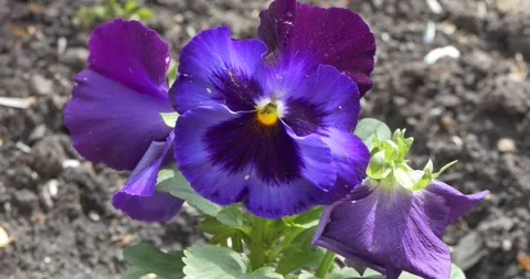 Insects. A small ant crawls over a Pansies flower growing in the garden. Vídeos de archivo 276318368