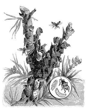 Insects Small pine weevil Pissodes notatus on a pine tree Historic digitally Stock Illustration