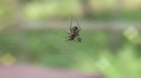 Insects spider in the woods in the spring. Stock Footage 5298224