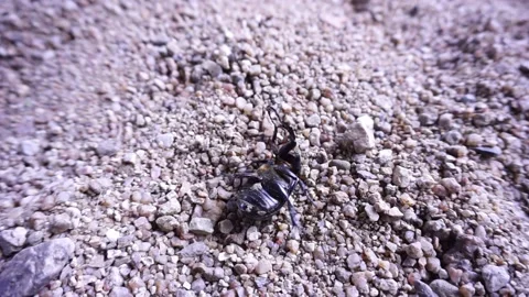 Insects squirm on the sand to turn to continue walking Stock Footage 162088407
