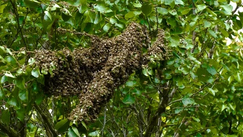 Insects stuck around a tree branch in a thick lump on branch Stock Footage 123578681