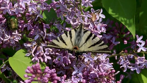 Insects sucking nectar in a flowers from common lilac bush Stock Footage 88886466