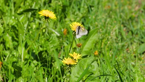 Insects in a summer field Stock Footage 197076195