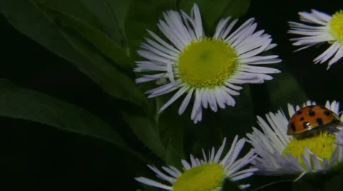 Insects in sunlight and shade Stock Footage 58737617