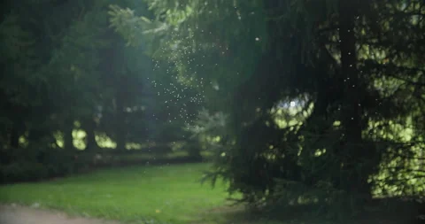 Insects in sunlight Stock Footage 318089559