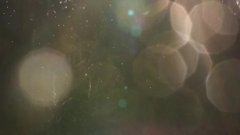 Insects at sunset Video stock 80350254