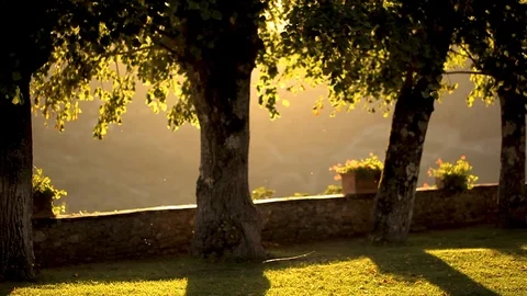 Insects at sunset Stock Footage 97930529