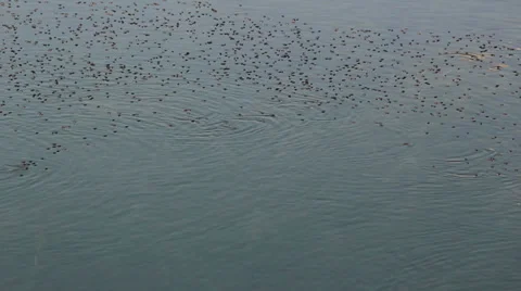 Insects at surface Stock Footage 36145032