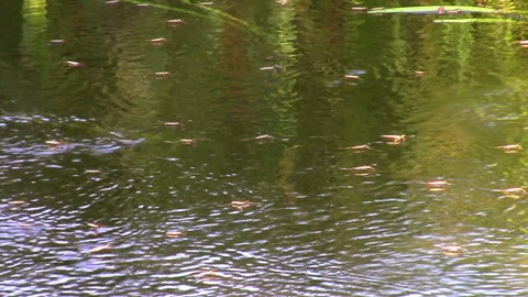 Insects on the surface of the river on a sunny day Stock Footage 139960475