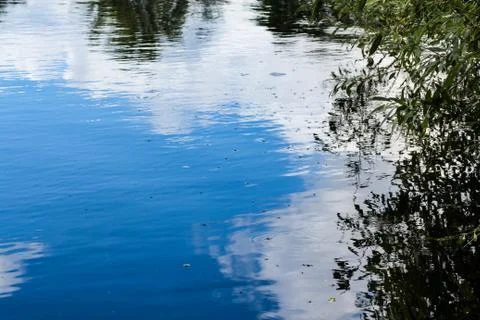 Insects on the surface of the water. Stock Photos