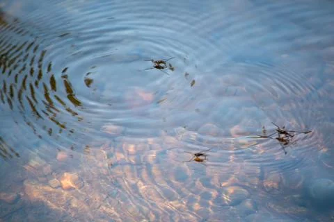 Insects on the surface of the water Stock Photos